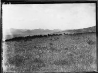 사료조사5 충북충주 탄금대에서 본 충주 일대 | 소장품 검색:국립중앙박물관 사료조사5 충북충주 탄금대에서 본 충주 일대 | 소장품 검색