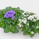 아게라텀 (소형) | 마이플랜트