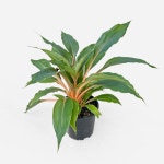 클로로피텀 그린 오렌지 (중형) | 마이플랜트