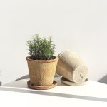 로즈마리(중형) 아티크화분 세트 | 마이플랜트
