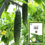 여주 - 마이플랜트