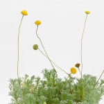 은엽 아지랑이 (소형) | 마이플랜트