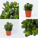 화월 모종 (소형) - 마이플랜트