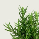 로즈마리 (소형) | 마이플랜트