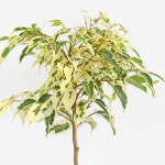 무늬벤자민 나무 모종 (소형) - 마이플랜트