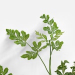 에버잼 고사리 (소형) | 마이플랜트