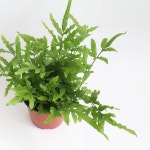 에버그린 고사리 (소형) | 마이플랜트