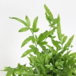 에버그린 고사리 (소형) | 마이플랜트