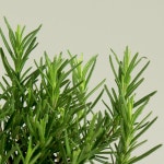 로즈마리 (소형) | 마이플랜트