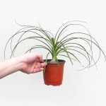 덕구리난 (소형) | 마이플랜트