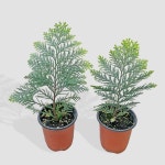 나래골드 (소형) | 마이플랜트