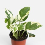 엔조이 스킨답서스 (소형) | 마이플랜트