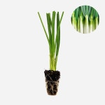 식물 모종 - 식물 모종 - 마이플랜트