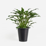 페리카나모종점 | 식물 - 중대형 모종 - 마이플랜트