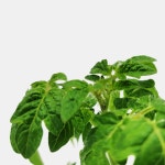 식물 - 식물 - 마이플랜트