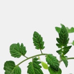 식물 - 식물 - 마이플랜트