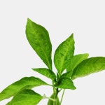 니꼬니꼬하나꼬 2개 | 마이플랜트