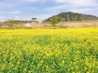 영산포 둔치 유채꽃밭 - 문화관광 영산포 둔치 유채꽃밭
