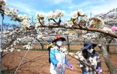 간석동-남동구배밭 내용 | 남동구청 남동 사진첩>남동구 이모저모 간석동-남동구배밭  내용 | 남동구청 남동 사진첩>남동구 이모저모