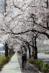구월동-호구포로벚꽃길 내용 | 남동구청 남동 사진첩>남동구 이모저모 구월동-호구포로벚꽃길  내용 | 남동구청 남동 사진첩>남동구 이모저모