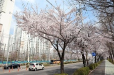 구월동-호구포로벚꽃길 내용 | 남동구청 남동 사진첩>남동구 이모저모 구월동-호구포로벚꽃길  내용 | 남동구청 남동 사진첩>남동구 이모저모