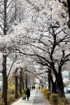 구월동-호구포로벚꽃길 내용 | 남동구청 남동 사진첩>남동구 이모저모 구월동-호구포로벚꽃길  내용 | 남동구청 남동 사진첩>남동구 이모저모