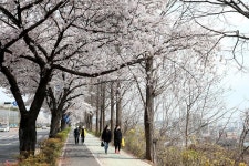 구월동-호구포로벚꽃길 내용 | 남동구청 남동 사진첩>남동구 이모저모 구월동-호구포로벚꽃길  내용 | 남동구청 남동 사진첩>남동구 이모저모