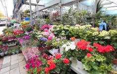 도림동-남동화훼단지 내용 | 남동구청 남동 사진첩>남동구 이모저모 도림동-남동화훼단지  내용 | 남동구청 남동 사진첩>남동구 이모저모