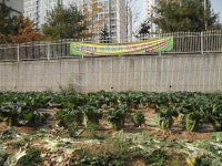 행사앨범-공한지 사랑의 배추농장 운영(8월~11월) 내용 | 남동구청 행정복지센터>구월1동>우리동소식 행사앨범-공한지 사랑의 배추농장 운영... 