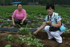 행사앨범-자매결연지(충남 서산시 팔봉면) 감자축제 방문 내용 | 남동구청 행정복지센터>구월3동>우리동소식 행사앨범-자매결연지(충남 서산시... 