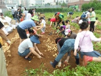 행사앨범-만수2동 감자캐기 및 나눔행사(2013.7.6) 내용 | 남동구청 행정복지센터>구월1동>우리동소식 행사앨범-만수2동 감자캐기 및... 