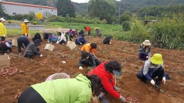 행사앨범-장서운 두레농장 고구마수확 및 나눔행사 내용 | 남동구청... 행사앨범-장서운 두레농장 고구마수확 및 나눔행사  내용 | 남동구청... 