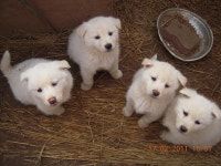 자유게시판-제 농장에서 키우는 강아지 분양 합니다 ( 풍산개) 내용 | 남동구청>소통과 참여>소통광장 자유게시판-제 농장에서 키우는 강아지 분양... 