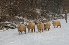 보도자료-남동구 논현동 늘솔길공원 양떼목장에서 눈밭을 뛰어가는... 양떼목장에서 눈밭을 뛰어가는 양들  내용 | 남동구청>소식과 알림>남동소식