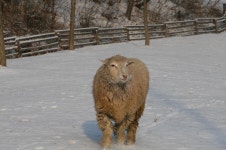 보도자료-남동구 논현동 늘솔길공원 양떼목장에서 눈밭을 뛰어가는 양들 내용 | 남동구청>소식과 알림>남동소식 보도자료-남동구 논현동... 