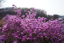 남동구사계-진달래(봄) 내용 | 남동구청 남동 사진첩 남동구사계-진달래(봄)  내용 | 남동구청 남동 사진첩