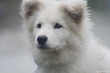 남동구사계-윙크하는 강아지 내용 | 남동구청 남동 사진첩 남동구사계-윙크하는 강아지  내용 | 남동구청 남동 사진첩