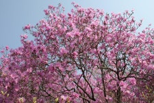 남동구사계-진달래(봄) 내용 | 남동구청 남동 사진첩 남동구사계-진달래(봄)  내용 | 남동구청 남동 사진첩