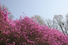 남동구사계-진달래(봄) 내용 | 남동구청 남동 사진첩 남동구사계-진달래(봄)  내용 | 남동구청 남동 사진첩