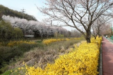 남동구사계-장수천변 산책로!!! 내용 | 남동구청 남동 사진첩 남동구사계-장수천변 산책로!!!  내용 | 남동구청 남동 사진첩