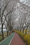 남동구사계-장수천변 산책로!!! 내용 | 남동구청 남동 사진첩 남동구사계-장수천변 산책로!!!  내용 | 남동구청 남동 사진첩