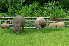 남동구사계-늘솔길공원 양떼목장!!! 내용 | 남동구청 남동 사진첩 남동구사계-늘솔길공원 양떼목장!!!  내용 | 남동구청 남동 사진첩