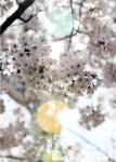 남동구사계-남동구 벚꽃길 내용 | 남동구청 남동 사진첩 남동구사계-남동구 벚꽃길  내용 | 남동구청 남동 사진첩