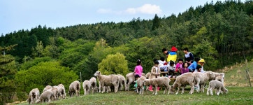 남해 쇼핑 - 전통시장 | 남해문화공원 > 남해양떼목장 양모리학교