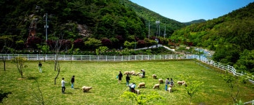 남해 쇼핑 - 전통시장 | 남해문화공원 > 남해양떼목장 양마르뜨 언덕