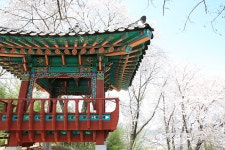 관광안내 > 포토갤러리 상세보기 > 수림정에서 바라본 요천벚꽃수림정에서 바라본 요천벚꽃 관광안내 > 포토갤러리 상세보기 > 수림정에서 바라본... 