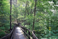 관광안내 > 포토갤러리 상세보기 > 덕음산 솔바람길덕음산 솔바람길 관광안내 > 포토갤러리 상세보기 > 덕음산 솔바람길
