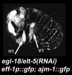 Figure 15, elt-5/egl-18 represses eff-1 expression - WormBook - NCBI Bookshelf