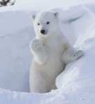 왜 아무도 곰이 귀엽다는 걸 몰라주지.. - 유머 / 재미 / 감동 - 네모판 왜 아무도 곰이 귀엽다는 걸 몰라주지..
