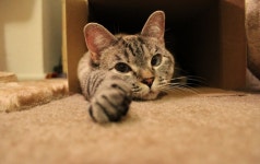 버려진 고양이 4년후 - 유머 / 재미 / 감동 - 네모판 버려진 고양이 4년후